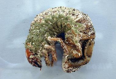 CSIRO_ScienceImage_1253_Greyback_cane_beetle_larva_infected_with_metarhizium (1)