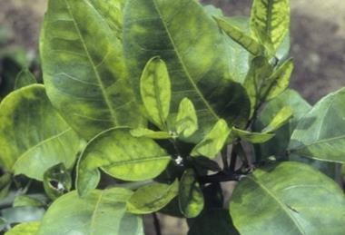 citrus greening