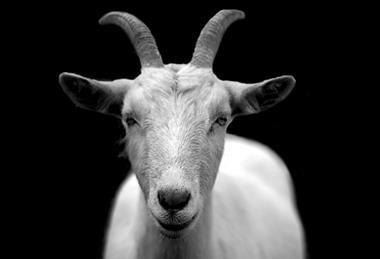 pexels-pixabay-86594