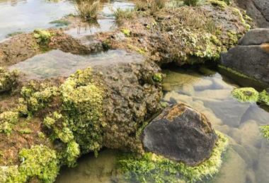 Low-Res_Microbialite pool