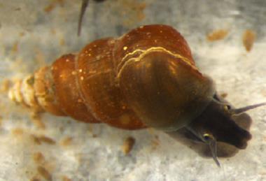 Oncomelania_hupensis_nosophora
