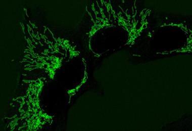 Low-Res_Mitochondria