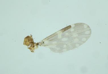 Low-Res_High-resolution microscopic image of insect wing