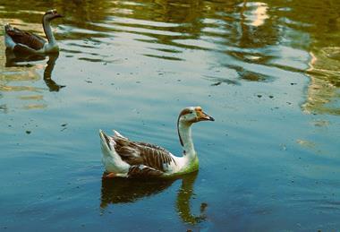 Domestic_Chinese_Geese_Anser_cygnoides_on_green_water_08