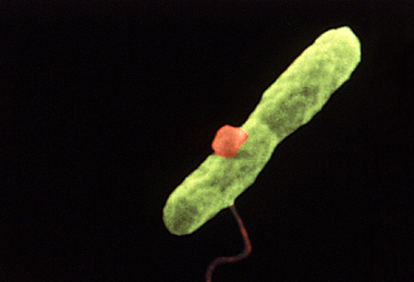Harmannella_entrapping_Legionella