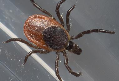 Ixodes_scapularis_P1170301a