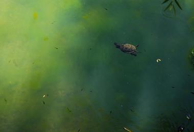 pexels-muhammed-furkan-birogul-622168247-17815261