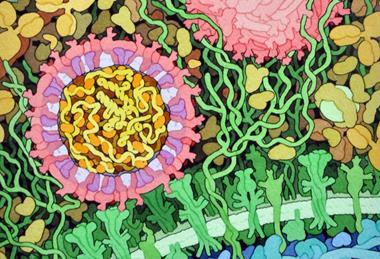 197-Zika_Virus-ZikaVirus.tif