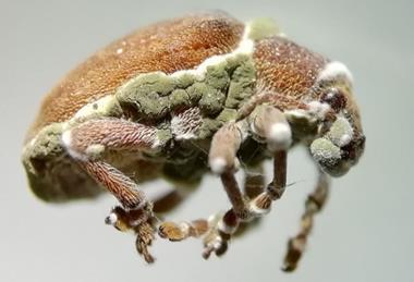 Low-Res_Eucalyptus snout beetle infected by pathogenic fungi (1)