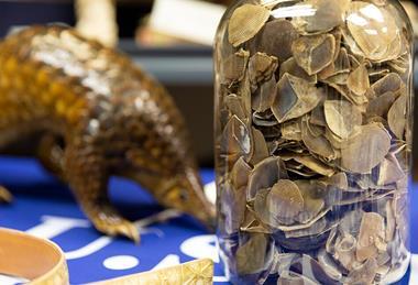 Pangolin_(55053439981)