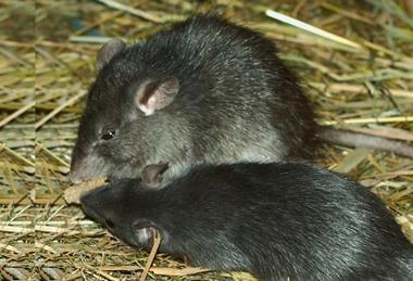 Low-Res_Roofrat_Hagenbeck_02_16-9