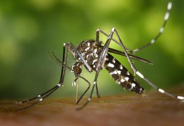 CDC-Gathany-Aedes-albopictus-1