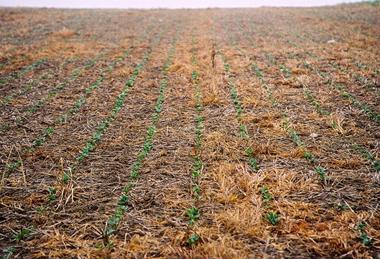 Ackerbohnen-Direktsaat_2