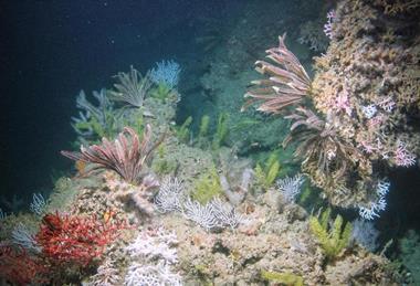 Low-Res_flower-garden-banks-NOAA