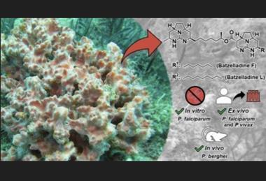 marine sponge