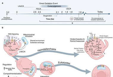 Low-Res_new-eukaryogenesis-model_white-background
