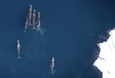 Low-Res_2) Aerial view of 6 whales photo copy