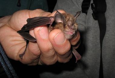 Captured_Rhinolophus_ferrumequinum_(2861094197)