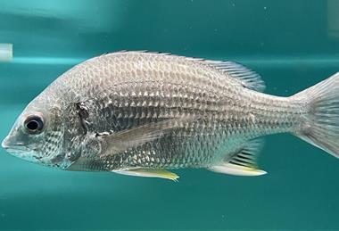 Acanthopagrus_latus_Umitamago