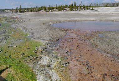 Algae_on_left_bacteria_on_right_at_Norris_Geyser_Basin_in_Yellowstone