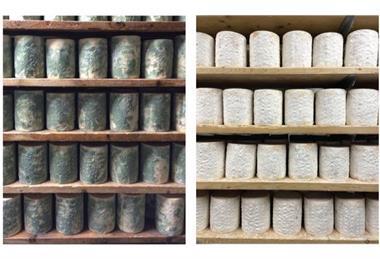 Low-Res_Photos of cheese wheels in 2016 on left and in 2022 on right