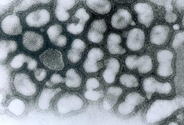 Influenza_A_-_late_passage