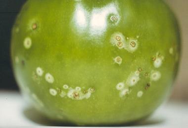 Bacterial_canker_of_tomato_caused_by_Corynebacterium_michiganense_pv._michiganense_(9777392932)