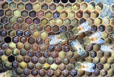 Low-Res_Pollen (Image Credit-Elizabeth Frost)