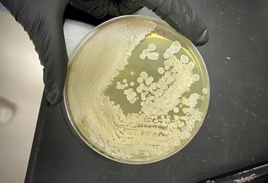 KFbacillus