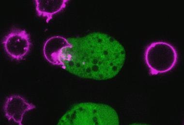 Low-Res_amoebic trogocytosis with T cells