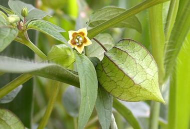 Physalis_angulata_(6181567708)