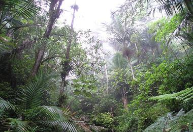 Rain_Forest_of_El_Yunque,_Puerto_Rico