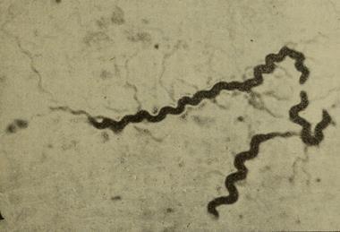 Comptes_rendus_des_sances_de_la_Socit_de_biologie_et_de_ses_filiales_(1906)_(20487000819)