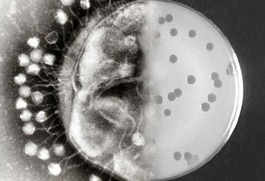 Bacteriophages_at_work