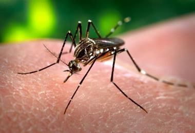 Aedes_aegypti_CDC-Gathany (1)