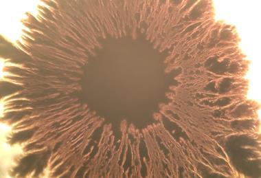 Beautiful_eye_shaped_Bacillus_subtilis_bacterial_growth_under_the_microscope_14