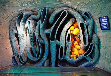 960px-Endoplasmic_reticulum_-_ribosomes