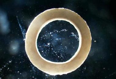 Low-Res_sciadv.adu9962-f2