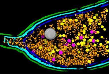 Low-Res_Press_figure_EJB