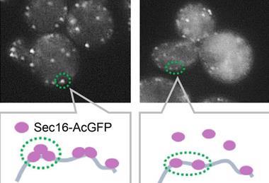 Low-Res_ERES-formation-stress-Sec16-inhibition-Yip3-HQ