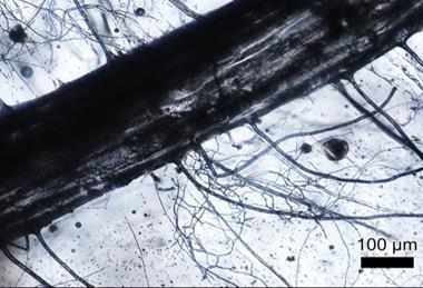 Glass vasculatures formed by a combination of larger ryegrass root with the symbiosis of the mycorrhizal fungi hyphae.