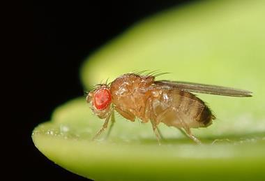 Drosophila_melanogaster_53362116