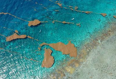 Aerial_view_of_Sargassum_rafts_floating_near_the_reef_crest_in_coastal_waters_of_La_Parguera,_Lajas,_Puerto_Rico