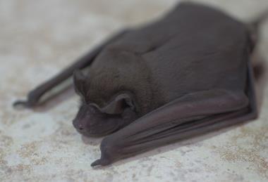 Molossus molossus