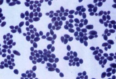 Saccharomyces_boulardii