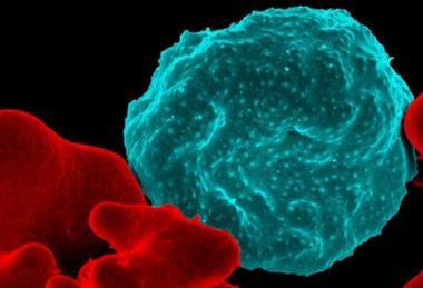 Malaria-infected_Red_Blood_Cell