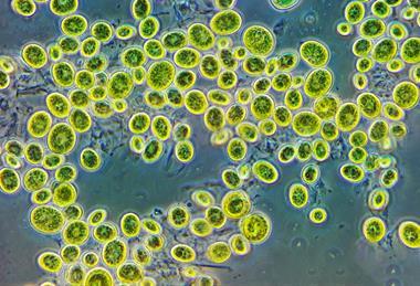 Одноклеточные_водоросли_хлорелла