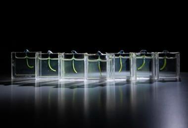 Low-Res_A collection of soft robot arms inside custom designed aquariums
