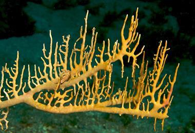 Millepora_sp._(Encrusting_Fire_Coral)