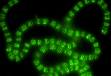 Low-Res_Fluorescent Anabaena_(c) Loose group_ISTA